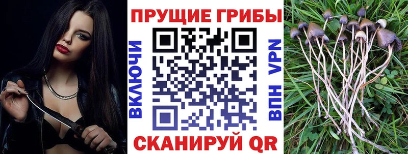 Купить закладки  Калязин  Псилоцибиновые грибы мицелий 